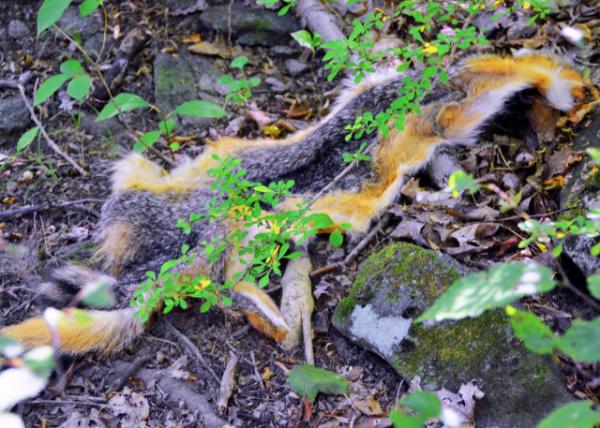 2016-08-27_Wild Survival_Scavenger Hunt_Squirrel ����0001.JPG