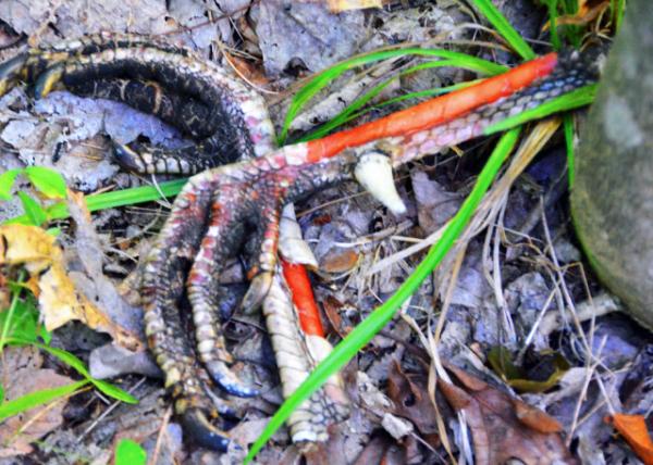 2016-08-27_Wild Survival_Scavenger Hunt_Turkey Bones ��צ0001.JPG