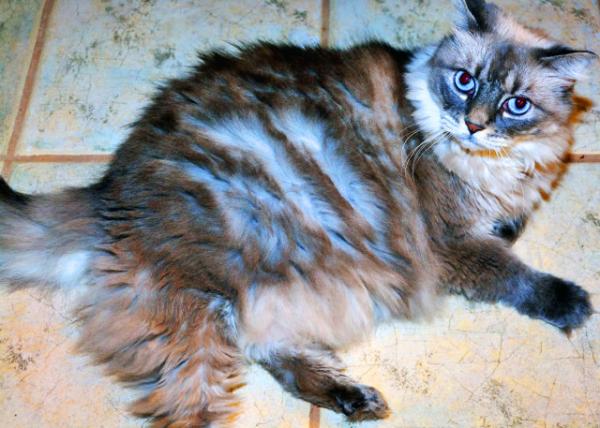 2014-09-13_Maine Coon ����è0001.JPG