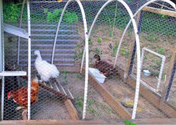 Chicken Coop ����-10001.JPG