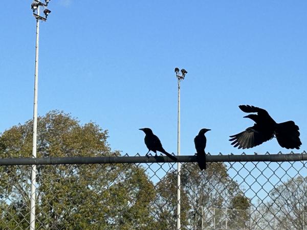 IMG_7660 (�Զ���).JPG