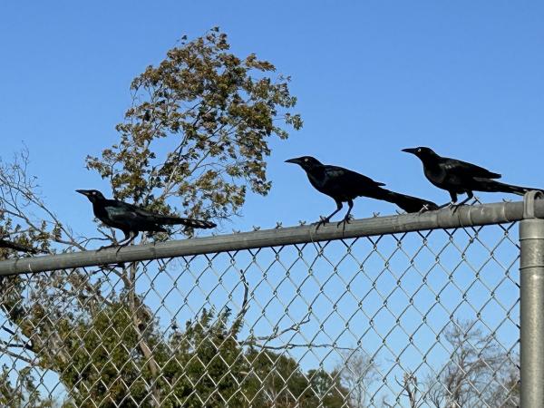 IMG_7661 (�Զ���).JPG