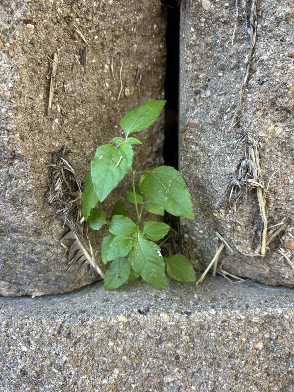 IMG_7690 (�Զ���).JPG