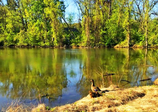 2020-05-13_Mom & 6 Docklings Ѽ������ֻѼ��-10001.JPG