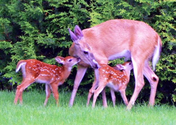 2020-06-03_Mom & Fawn ĸ����0001.JPG