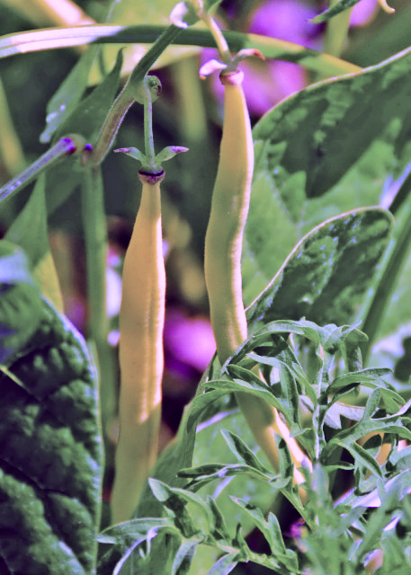 2015-08-02_Green Bean �ļ���0001.JPG