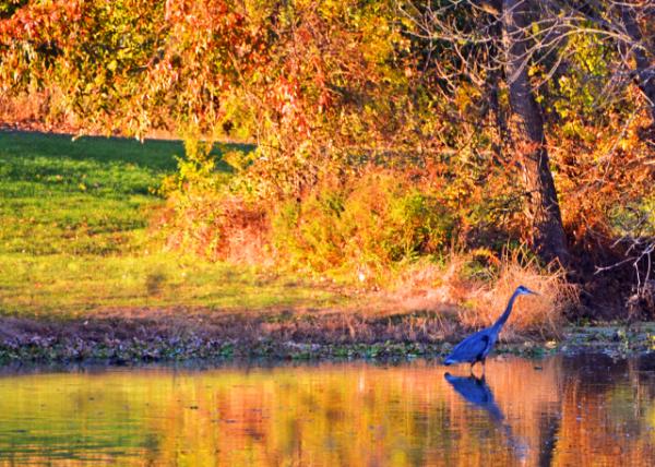 2015-10-26_Heron ����-10001.JPG