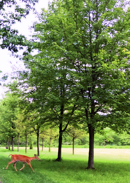 2020-06-02_White-Tail Deer Crossing @ Windlestrae Park ��ݹ�԰����β¹����-30001.JPG