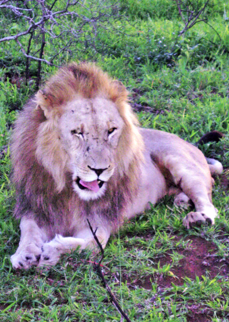 01-03-14_Thanda Lion ��ʨ-500010001.JPG
