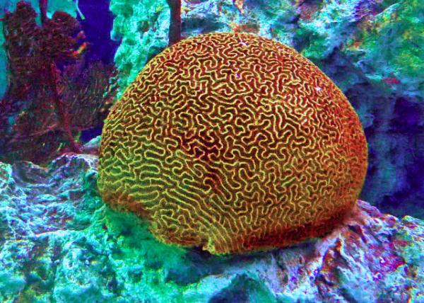 06-21-14_Baltimore Natl Aquarium_Brain Coral ��ɺ��-20001.JPG