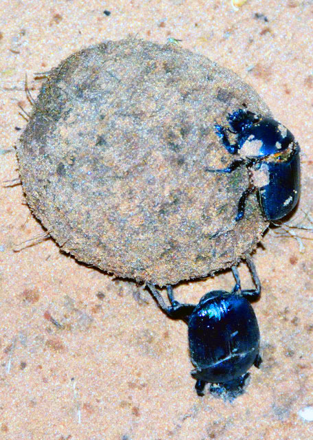 2014-01-08_Dung Beetles ʺ����0001.JPG