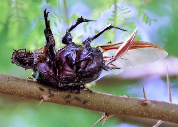 2013-12-26_Cicada ��0001.JPG