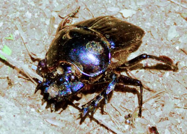 2013-12-26_Beetle �׳�0001.JPG