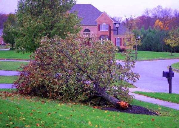 10-30-12_ Fallen Tree by Sandy Super Storm ��ɣ�ϳ���������ζϵ���0001.JPG