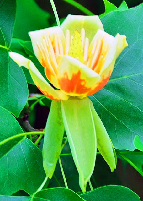 2013-06-06_Tulip Tree Flower-10001.JPG