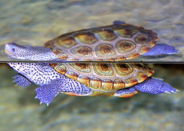 2013-06-23_Yearling Loggerhead Sea Turtle һ�q��ĳ��P��0001.JPG