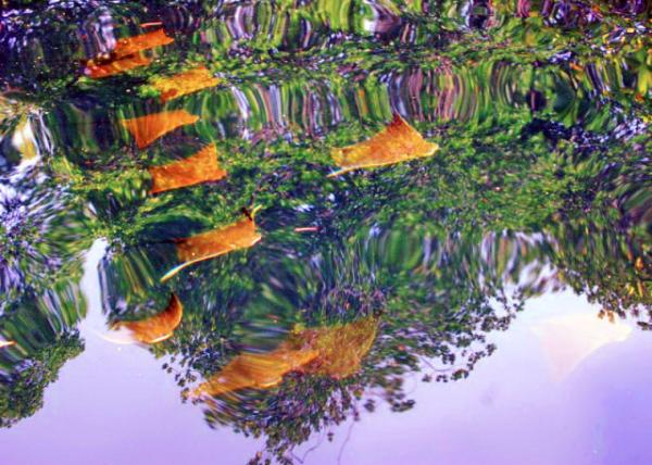 03-28-13_ Golden Cownose Ray ��ţ���.JPG