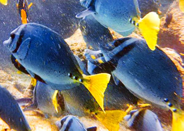 04-04-13_ Marine_Razor Surgeonfish-30001.JPG