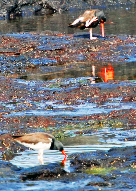 03-28-13_ Galapagos Oystercatcher ��������˹����.JPG