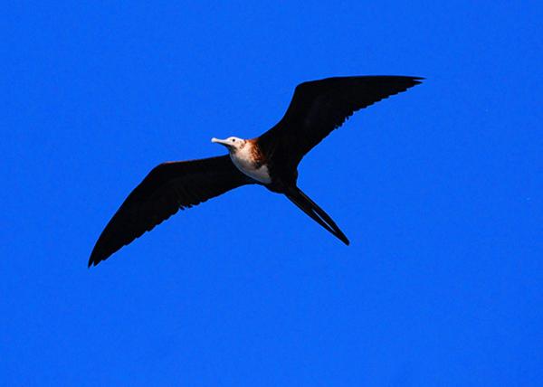03-31-13_ Blue-footed Booby_Female ��С������0001.JPG