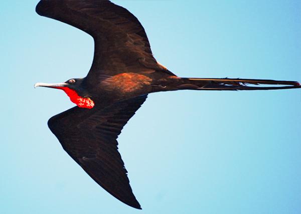 03-28-13_ Great Frigatebird_Male.JPG