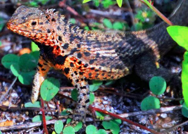 03-28-13_ Gal��pagos Lava Lizard-1.JPG