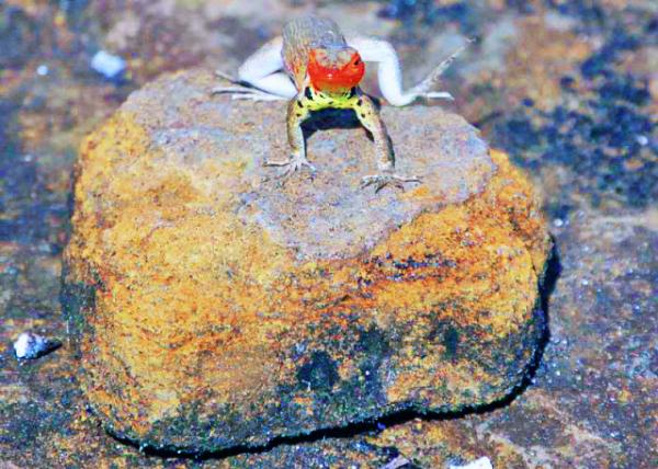 03-28-13_ Gal��pagos Lava Lizard-2.JPG