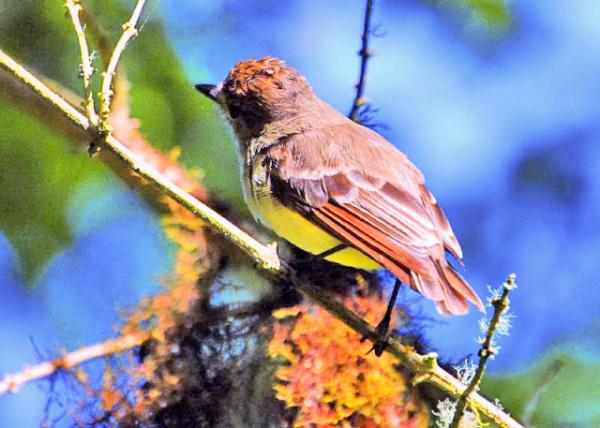 03-28-13_ Gal��pagos Flycatcher.JPG