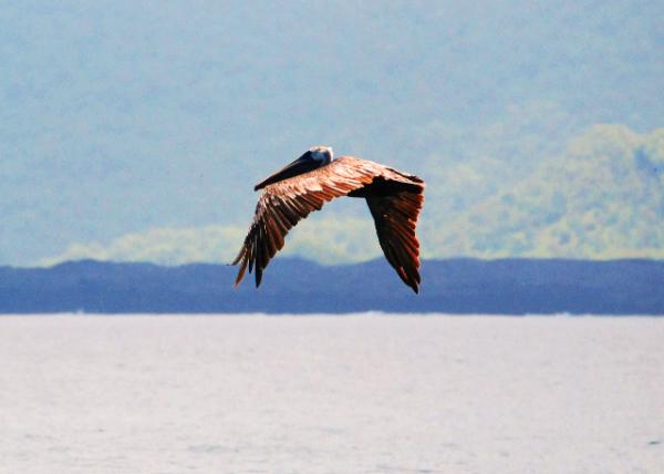 03-28-13_ Gal��pagos Brown Pelican-1.JPG
