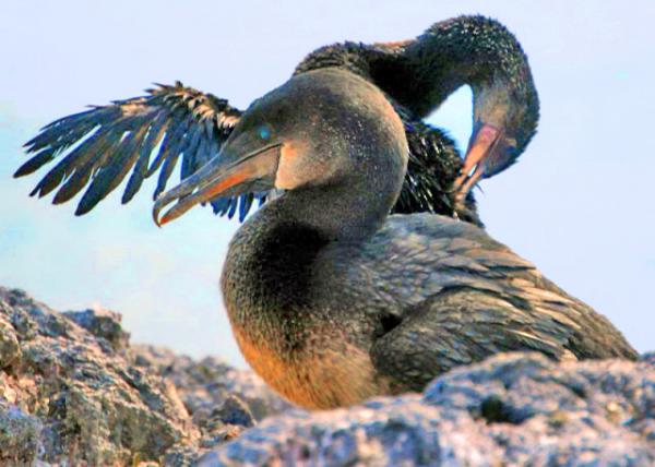 03-28-13_ Flightless Cormorants.JPG
