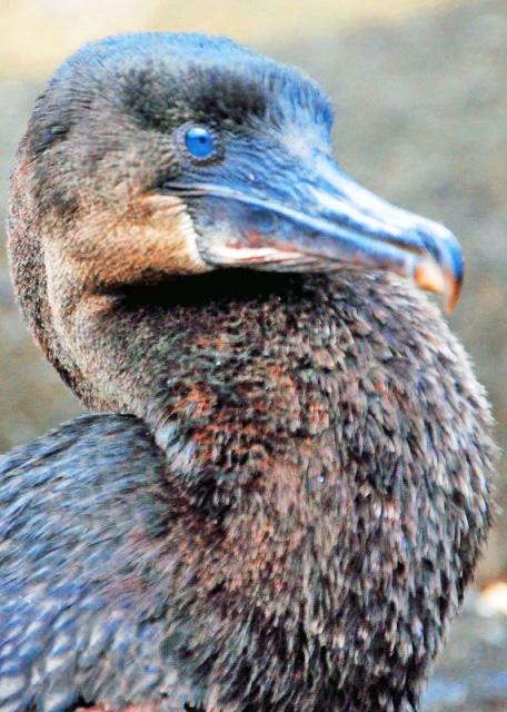 03-28-13_ Flightless Cormorant-1.JPG