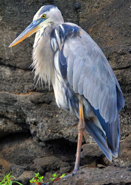 03-28-13_ Great Blue Heron.JPG