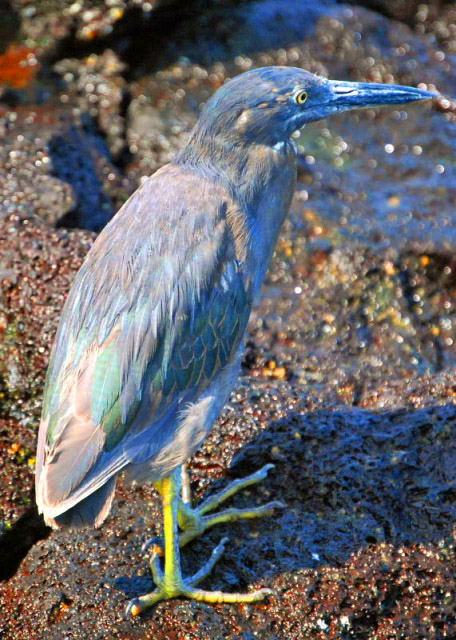 03-28-13_ Lava Heron-2.JPG