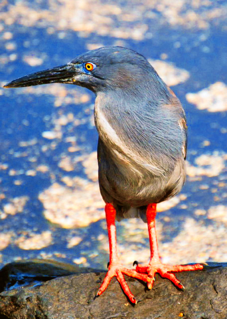 04-01-13_ Lava Heron ���Ҳ���-10001.JPG