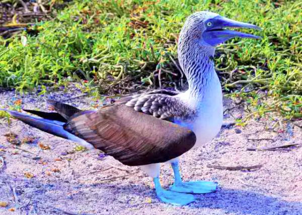 03-28-13_ Blue-Footed Boobie-3.JPG