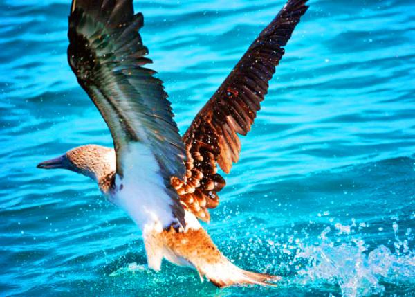 03-28-13_ Blue-Footed Boobie-2.JPG