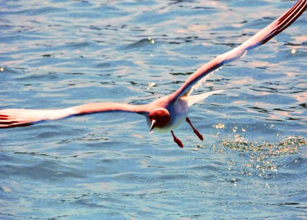 03-28-13_ Lava Gull-1.JPG