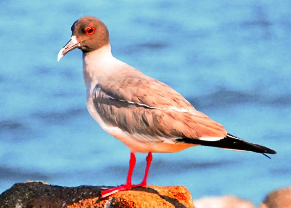 03-28-13_ Lava Gull-2.JPG