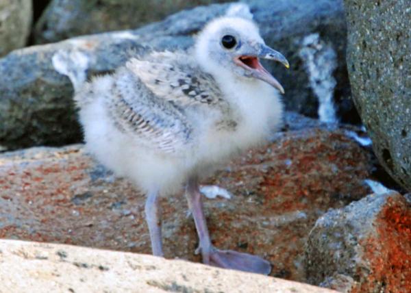 03-28-13_ Lava Gull Chick.JPG