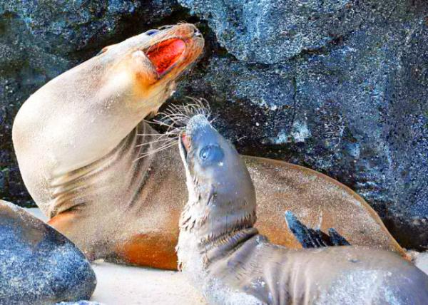 03-28-13_ Gal��pagos Sea Lions.JPG