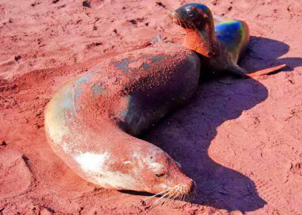 03-28-13_ Fur Seal-2.JPG