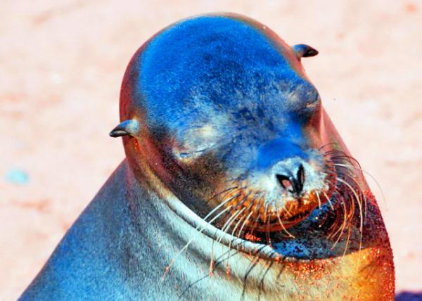 03-28-13_ Fur Seal-1.JPG