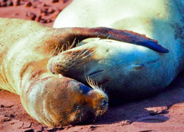 03-28-13_ Fur Seal & Pup.JPG