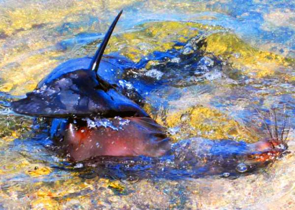 04-01-13_ Fur Sea Lion ����-40001.JPG