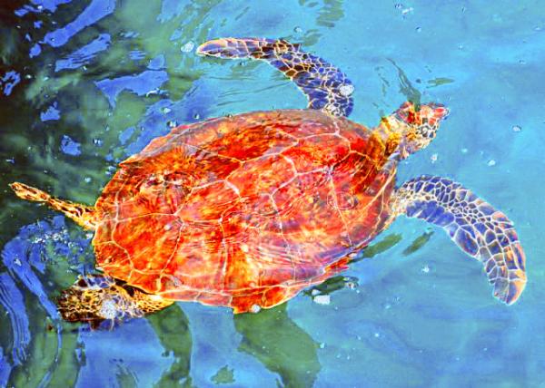 04-01-13_ Green Sea Turtle-30001.JPG