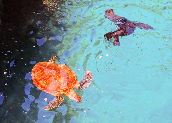 03-28-13_ Green Sea Turtle & Fur Seal-10001.jpg