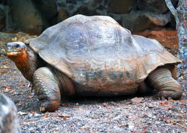 03-28-13_ Galapagos Giant Tortoise.JPG