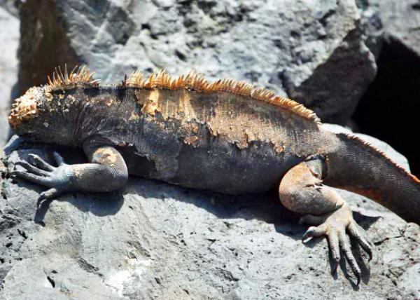 03-28-13_ Galapagos Marine Iguana-5.JPG