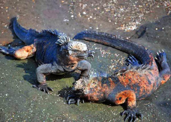 03-28-13_ Galapagos Marine Iguanas.JPG