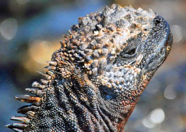 03-28-13_ Galapagos Marine Iguana-3.JPG